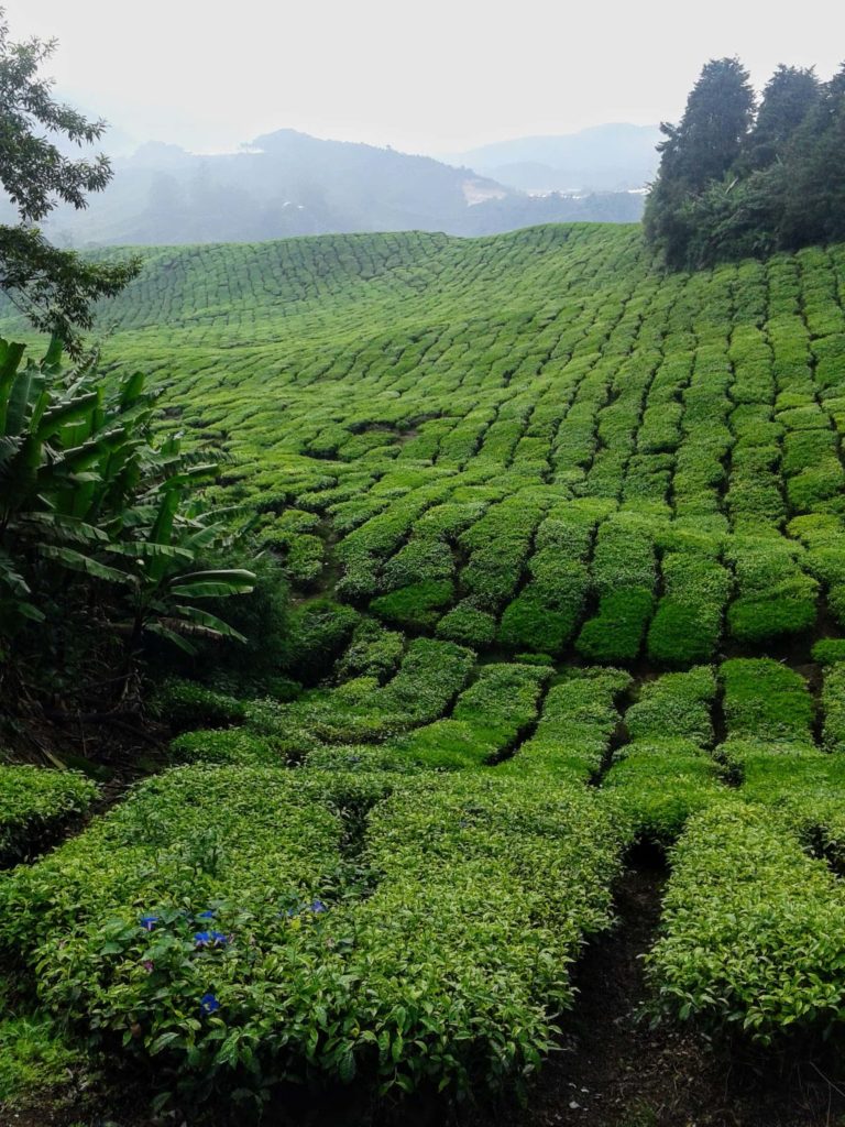 Tea Plantation